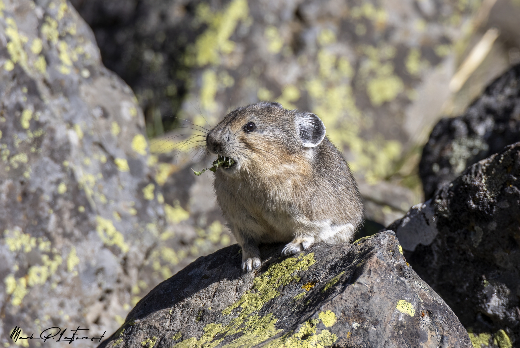 /gallery/north_america/USA/Wyoming/yellowstone/Pika Yellowstone NP Sept 2024-007_med.jpg